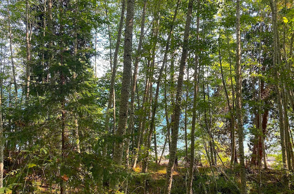 Lot 17 DL 71 BODEGA BEACH DRIVE, Galiano Island BC V9N 1P0, Galiano Island BC — Land for Sale - Photo 6