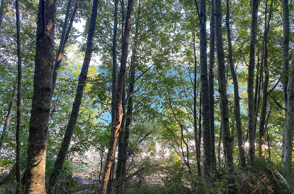 Lot 17 DL 71 BODEGA BEACH DRIVE, Galiano Island BC V9N 1P0, Galiano Island BC — Land for Sale - Photo 7