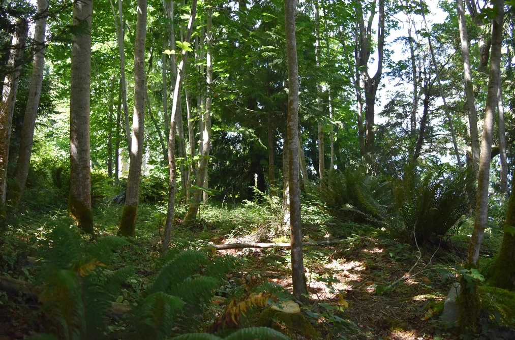 LOT 18 N GALE AVENUE, Sechelt BC V7Z 0E1, Sechelt BC — Land for Sale - Photo 6