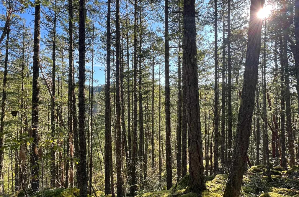 LOT 2 13685 LEE ROAD, Garden Bay BC V0N 1S1, Garden Bay BC — Land for Sale - Photo 4