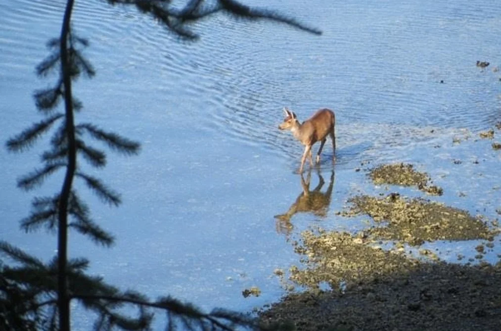 Lot 26 WEST BAY LANDING, Gambier Island BC V0N 1V0, Gambier Island BC — Land for Sale - Photo 6