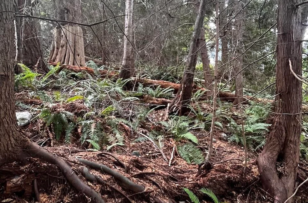 Lot 34 DEERHORN DRIVE, Sechelt BC V7Z 0E1, Sechelt BC — Land for Sale - Photo 3