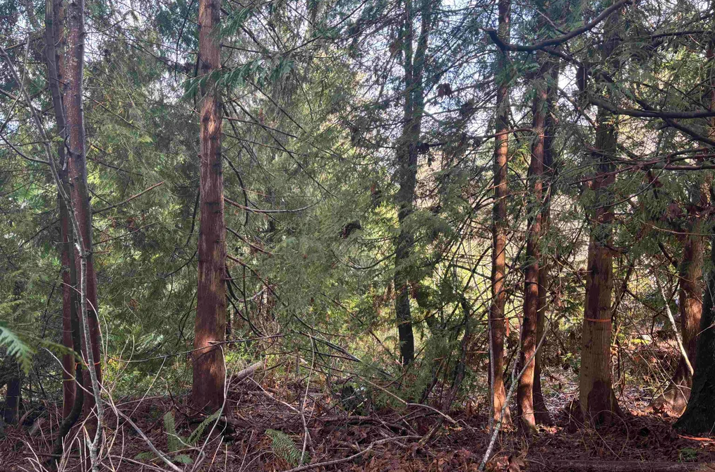 LOT 39 SANDY HOOK ROAD, Sechelt BC V0N 3A7, Sechelt BC — Land for Sale - Photo 6