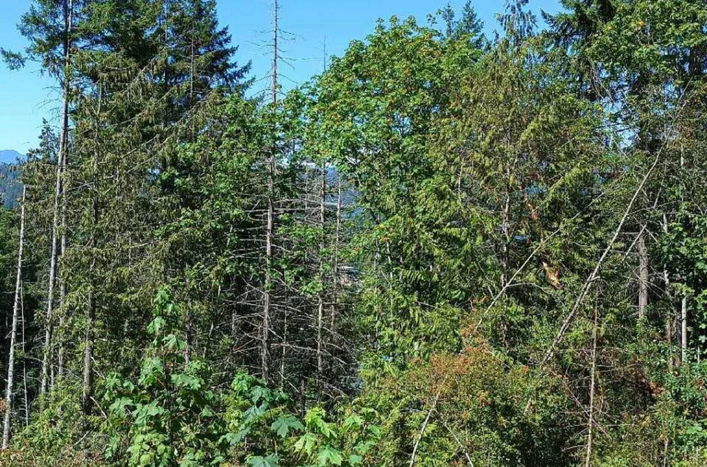 LOT 57 GULFVIEW ROAD, Pender Harbour BC V0N 2H0, Pender Harbour BC — Land for Sale - Photo 7
