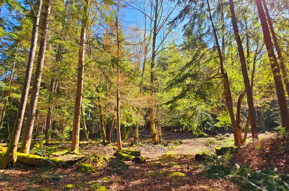 Lot 8 MOUNTAIN ROAD, Gambier Island BC V0N 1V0, Gambier Island BC — Land for Sale - Photo 3