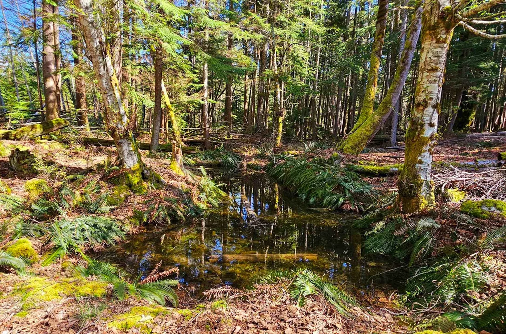 Lot 8 MOUNTAIN ROAD, Gambier Island BC V0N 1V0, Gambier Island BC — Land for Sale - Photo 5