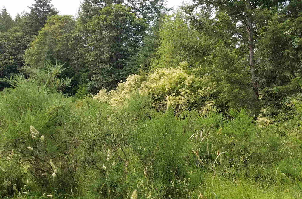 LOT A LORD ROAD, Galiano Island BC V0N 1P0, Galiano Island BC — Land for Sale - Photo 2