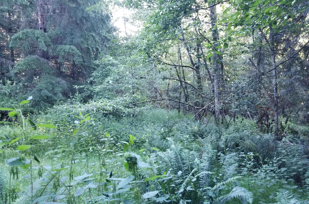 LOT A LORD ROAD, Galiano Island BC V0N 1P0, Galiano Island BC — Land for Sale - Photo 7