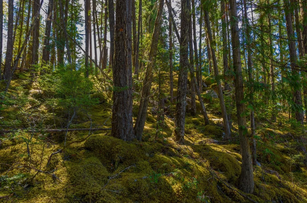 LOT A & LOT 6 ANSTEY ARM, No City Value BC V0E 1M7, No City Value BC — Land for Sale - Photo 4