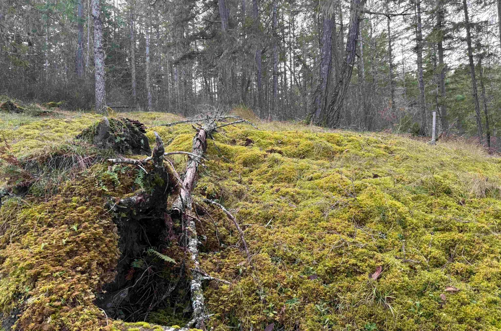 LOT B FRANCIS PENINSULA ROAD, Madeira Park BC V0N 2H1, Madeira Park BC — Land for Sale - Photo 5